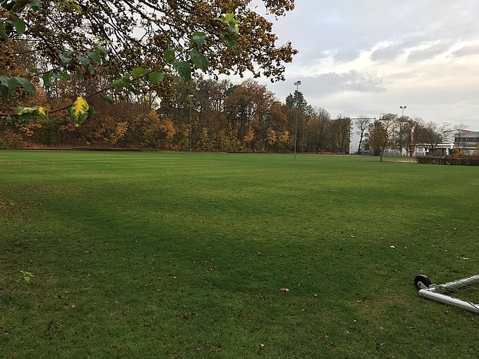 Man sieht einen Naturrasenplatz. Auf der rechten Seite sieht man einen Ausschnitt eines Fußballtores. Auf der linken Seite und im Hintergrund stehen Bäume.
